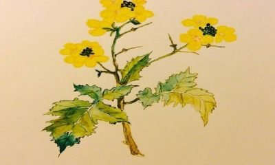 Öfke bizi yerse aspen çiçeği