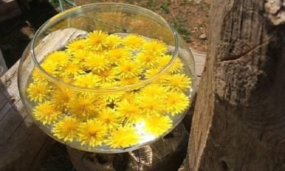 Çiçek terapisi ile beden sağlığına kavuşma