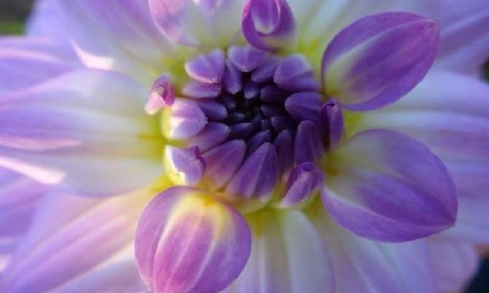 Çiçeklerin yüksek benlik temasları