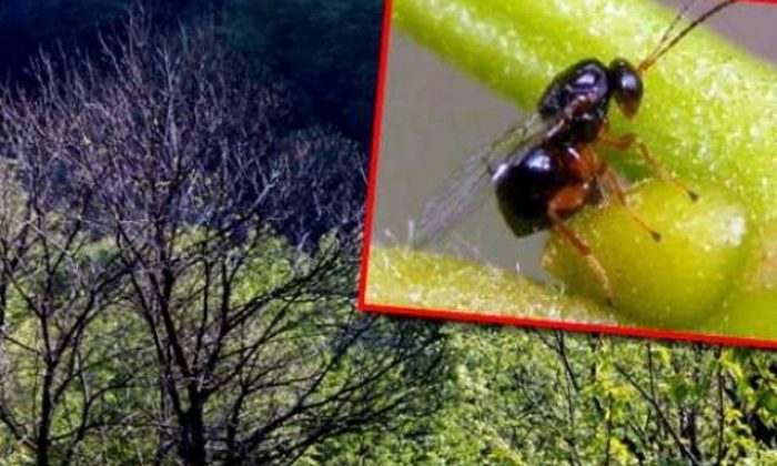 Uludağ’da kestane ağaçlarını katil arılar ölüme sürüklüyor
