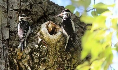 Kadın için Erkek kampanyası!