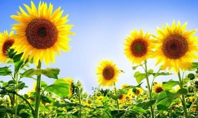 Ayçiçeğinde son 50 yılın altın dönemi yaşanıyor