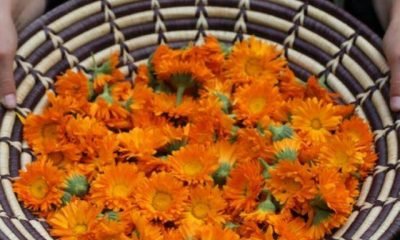 Çakralarla çalışırken çiçeklerin etkisi