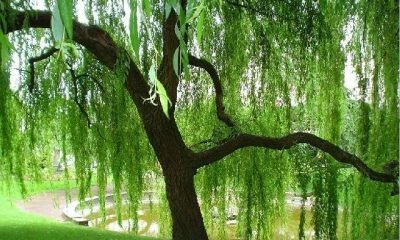 Söğüt ağacının inanılmaz faydaları