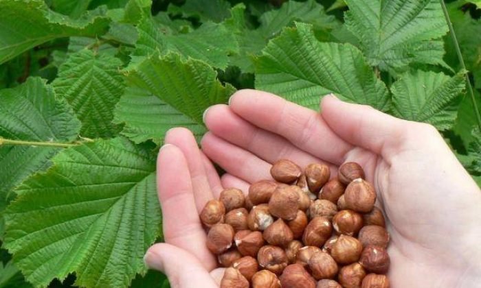 Çiğ fındık mı kavrulmuş fındık mı daha faydalı
