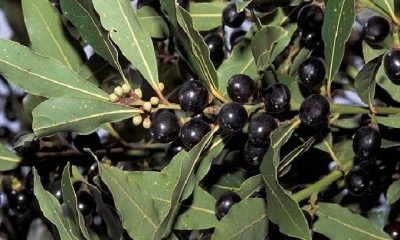 Bağırsaklarınızda biyoçeşitliliği sağlayınız!