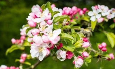Takıntıların çiçekleri; crap apple (Yengeç elması çiçeği)