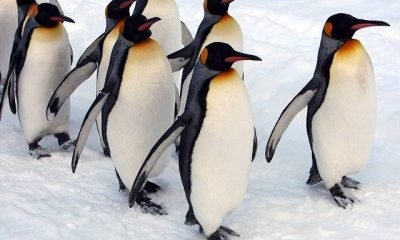 Kar ve buzda kaymamak için penguen yürüyüşü