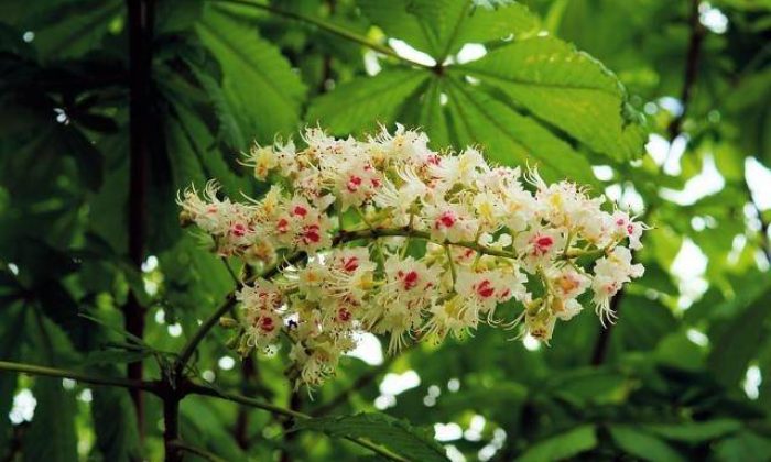 Yoksa siz bir “Kestane Çiçeği” misiniz? – Ayşegül Savaş