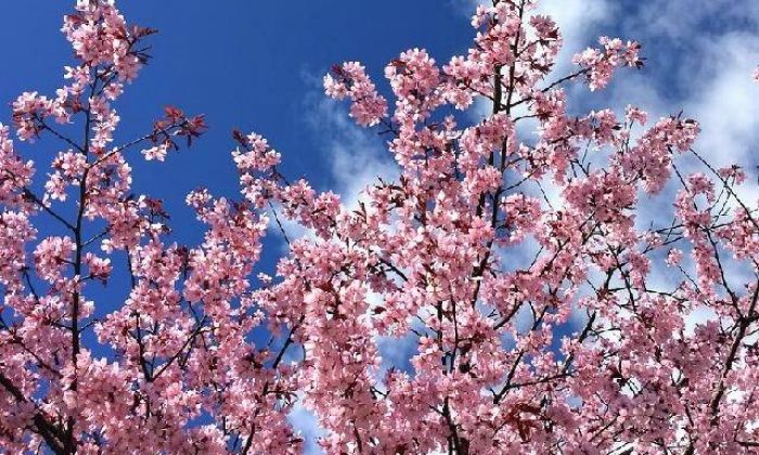 Ağaçların çiçekleri en güçlü şifacılardır – Ayşegül Savaş