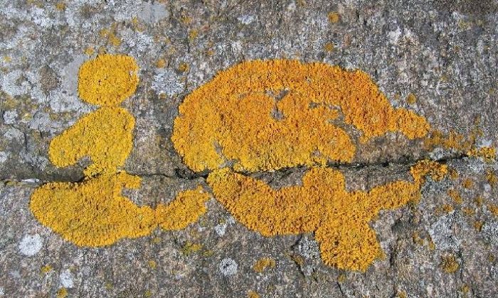 Tavrınız neden IQ’nuzdan daha önemlidir?