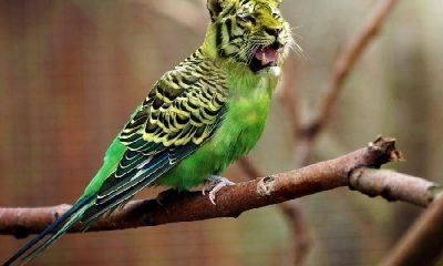 İş dünyasında psikolojik manipülasyon teknikleri