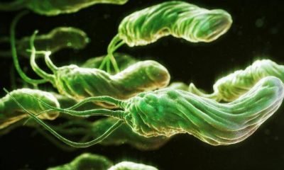 Helikobakter pilori, söylenildiği gibi midenin düşmanı mı?