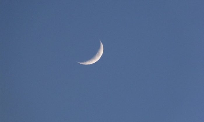 Aslan Burcunda Yeniay!