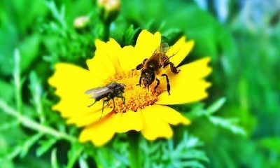 Bal arısı ve Sinek!