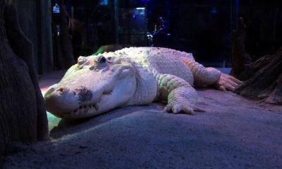 İstesen de yapamazsın!