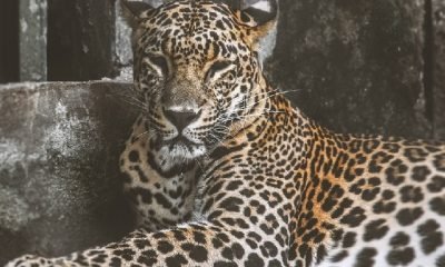 Benzemez Kimse Sana!