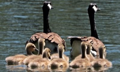Aile dizimi nedir ve doktirinler