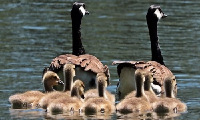 Aile dizimi nedir ve doktirinler