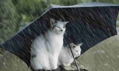 Son dakika: Market poşetine de zam geldi!