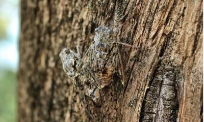 Corona virüs ve Ağustos böceği!