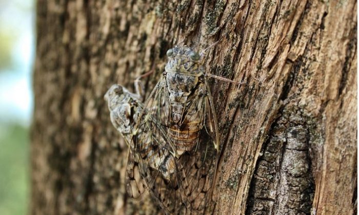 Corona virüs ve Ağustos böceği!