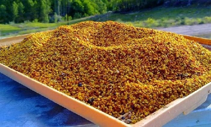 Prostata arı poleni ve süt kürü ile doğal tedavi