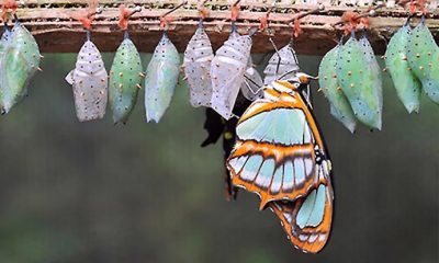 Kendini inşa eden insan