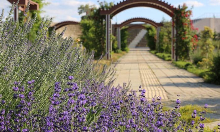 Kültürel miras Afşin lavantası dünyaya açılıyor
