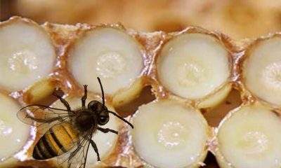 Arı sütü nedir Arı sütünün faydaları nelerdir Arı sütü hangi hastalıklara iyi gelir