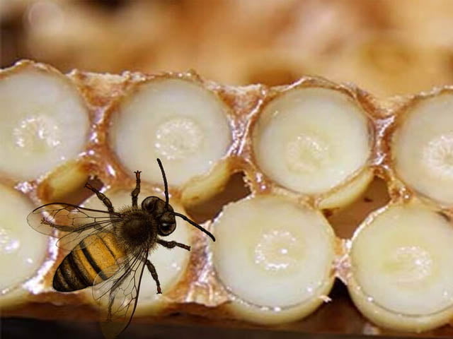 ari sutu nedir ari sutunun faydalari nelerdir hangi hastaliklara iyi gelir ari sutu nedir ari sutunun faydalari nelerdir hangi hastaliklara iyi gelir