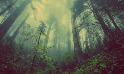 Bir anatomi dersi meselesi  “Kadavra Mevsimi”