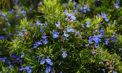 Fitoterapi nedir ve nasıl uygulanmalı?