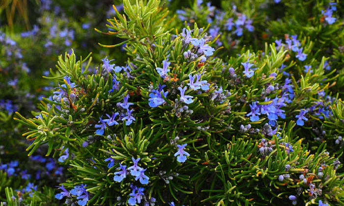 Fitoterapi nedir ve nasıl uygulanmalı?