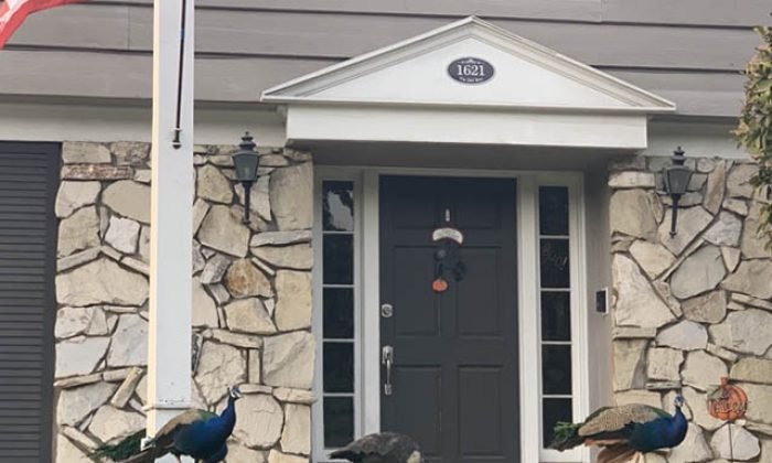 Los Angeles’ta sokak hayvanı olmak